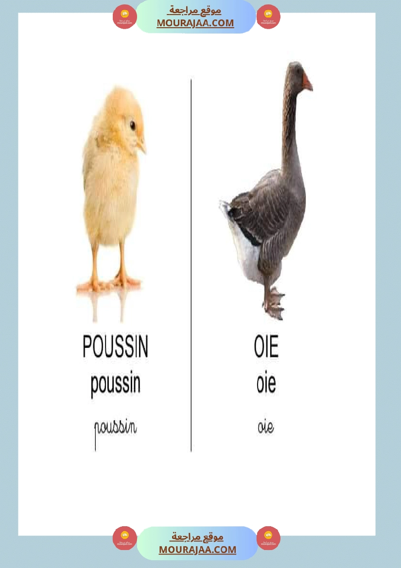 les animaux dans la ferme صفحة 2