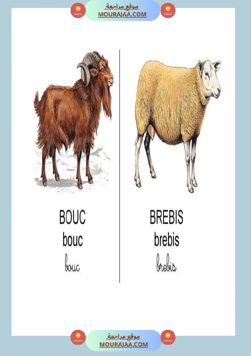 les animaux dans la ferme صفحة 11