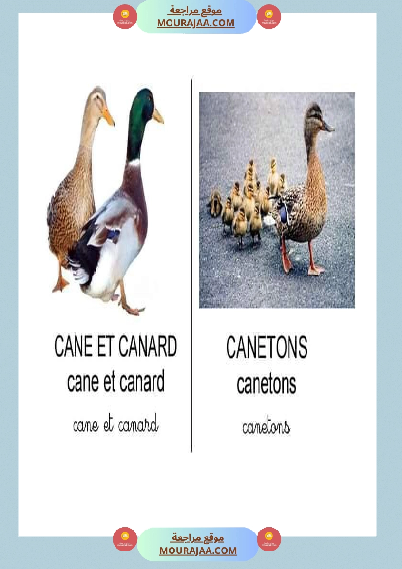 les animaux dans la ferme صفحة 4