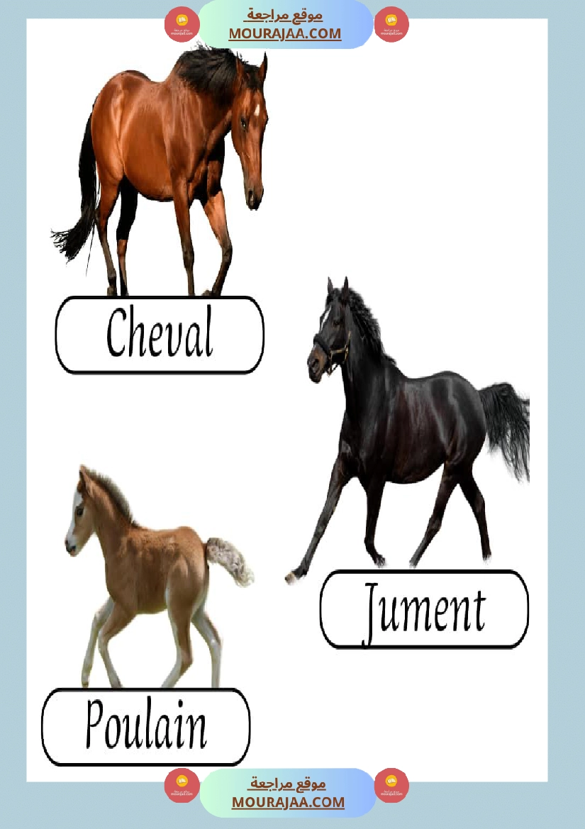 les animaux de la ferme 2 صفحة 2