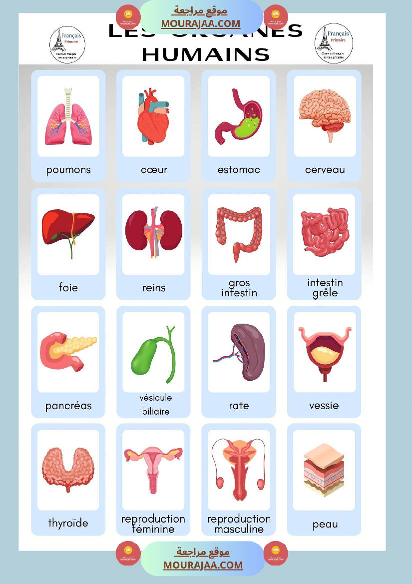 les organes humains