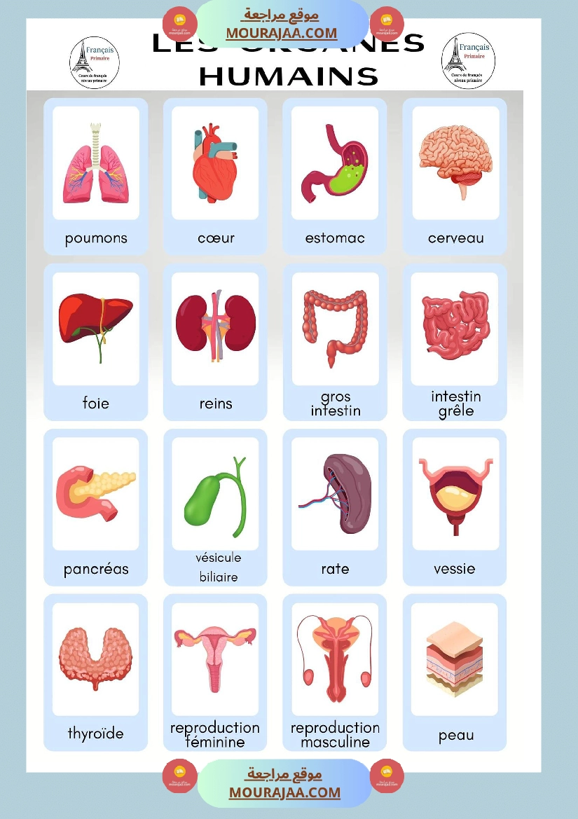 les organes humains