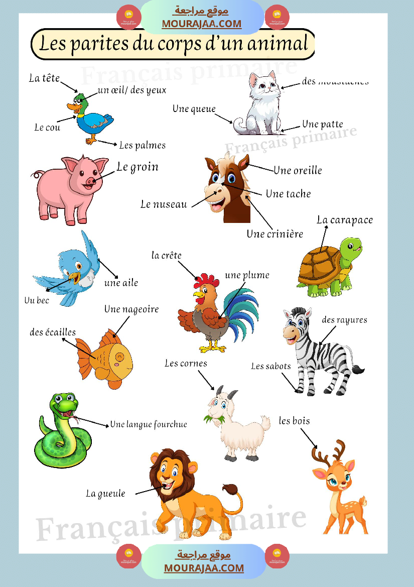 les parties du corps d'un animal