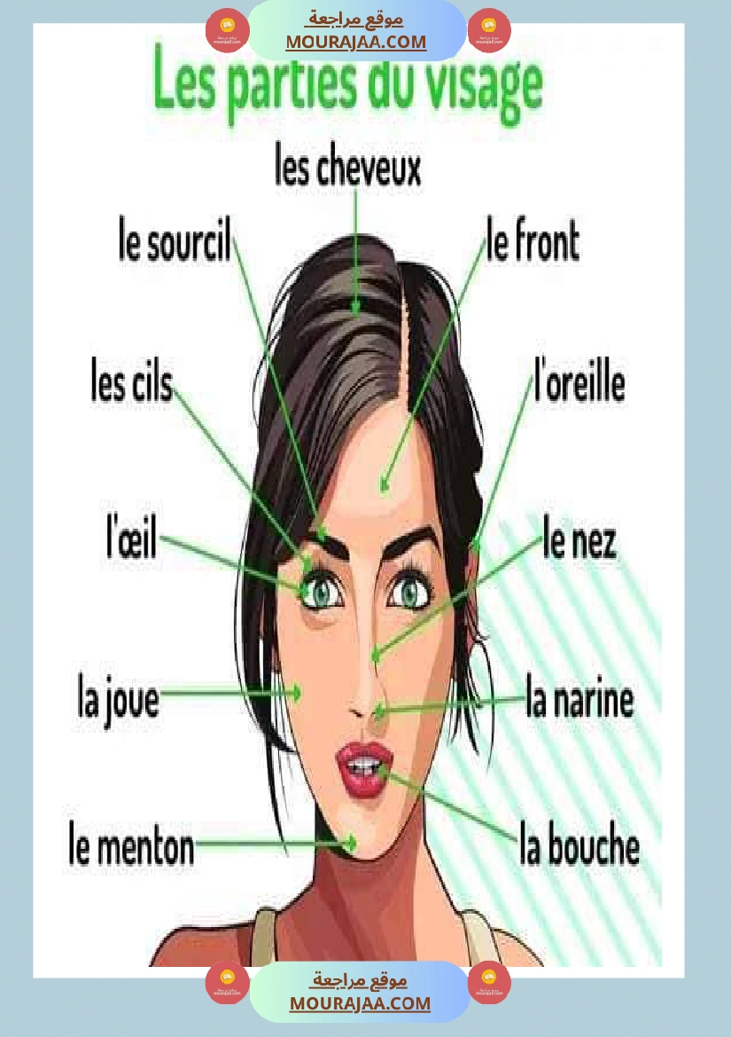 les parties du visage صفحة 2
