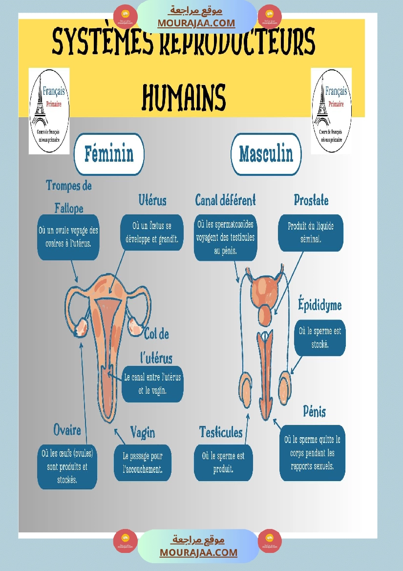 systemes reproducteurs humains