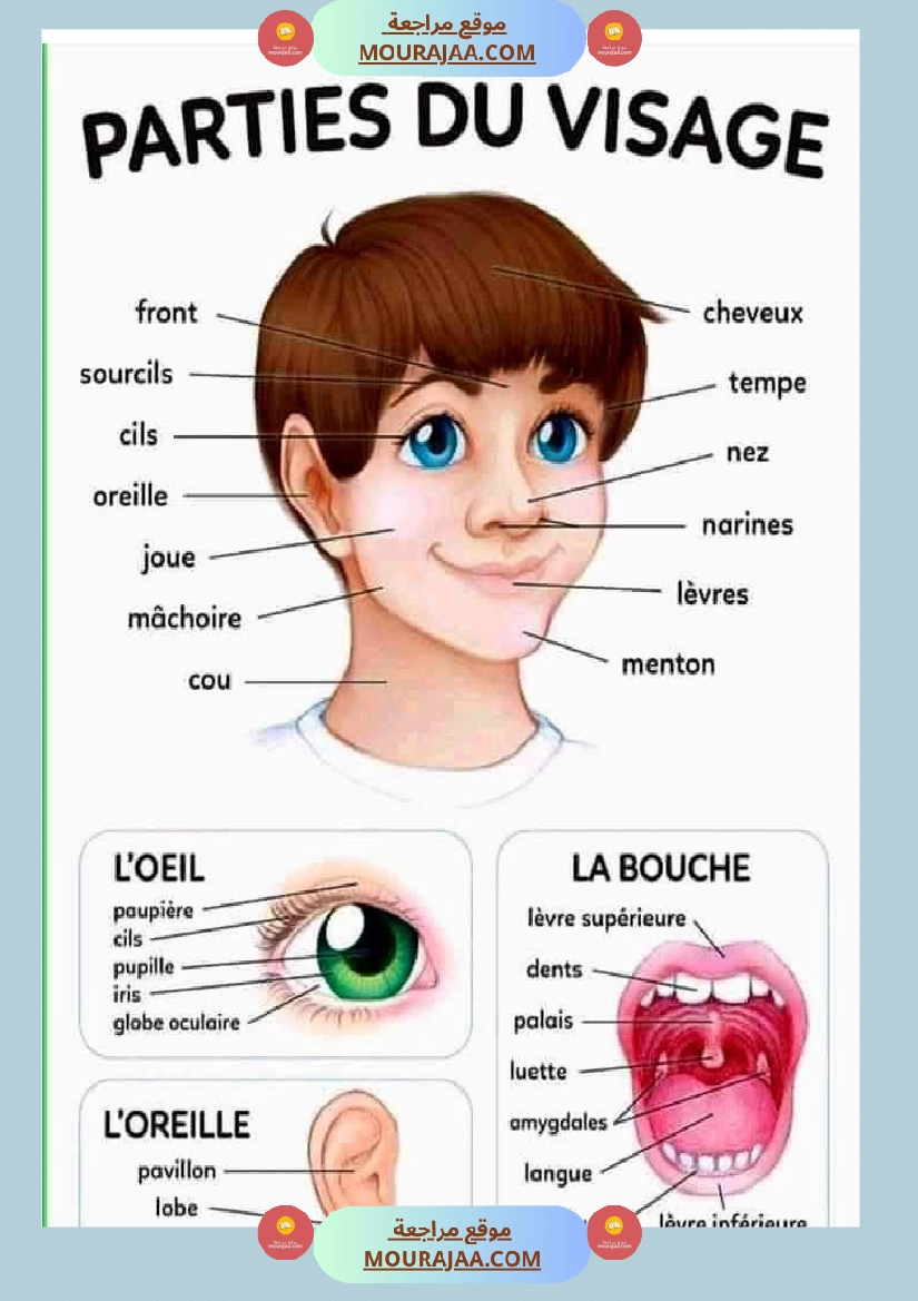 les parties du corps 3eme صفحة 2