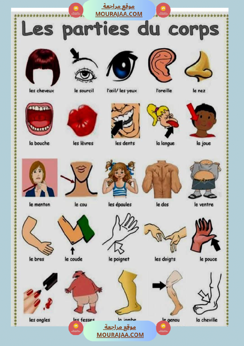 les parties du corps 3eme