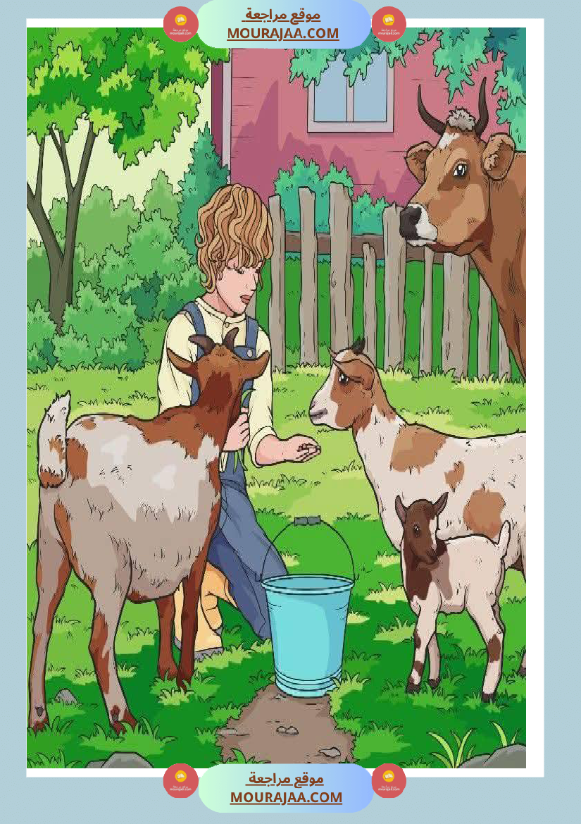 5eme unite mes amis les animaux des supports visuels