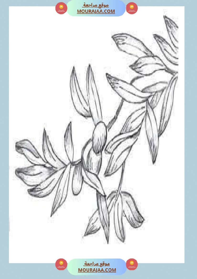 إنتاح كتابي حول جني الزيتون سنة الرابعة صفحة 15