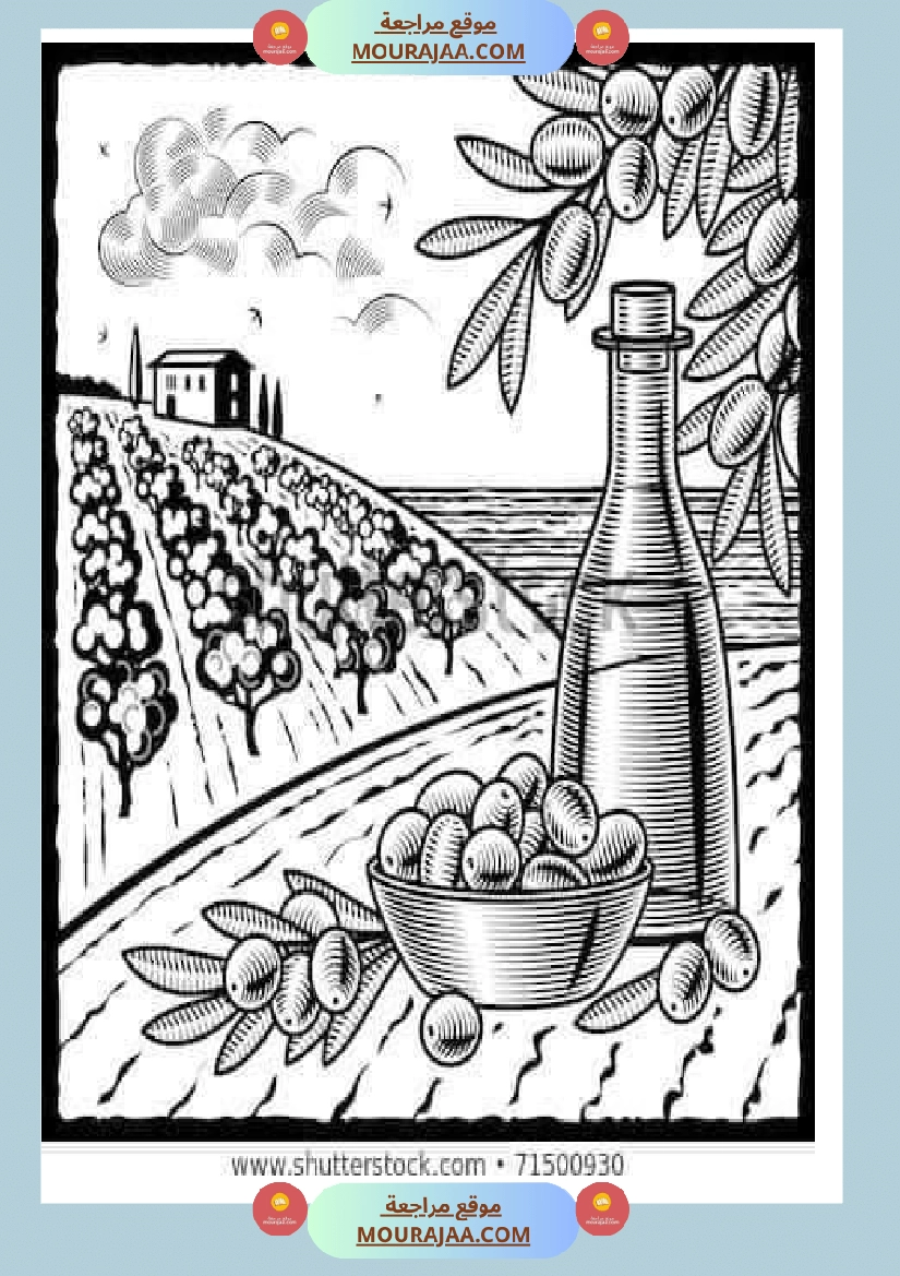 إنتاح كتابي حول جني الزيتون سنة الرابعة صفحة 11