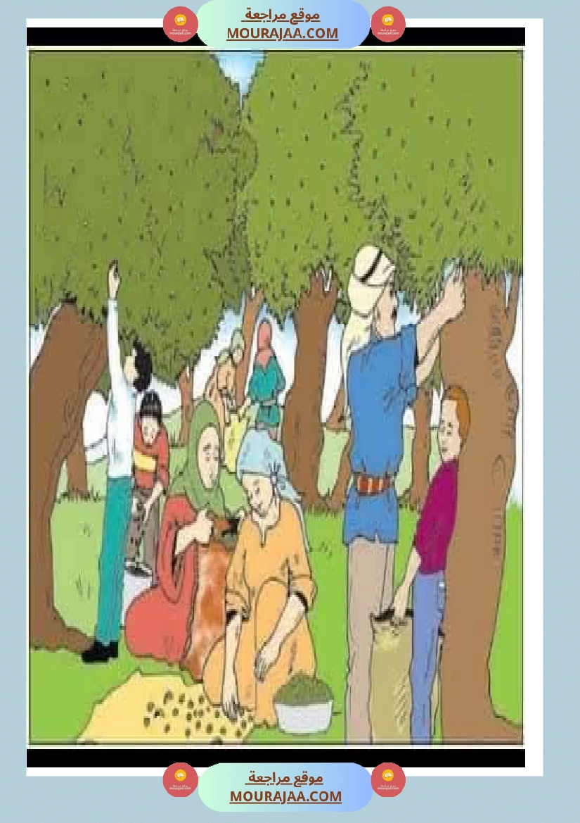 إنتاح كتابي حول جني الزيتون سنة الرابعة صفحة 18