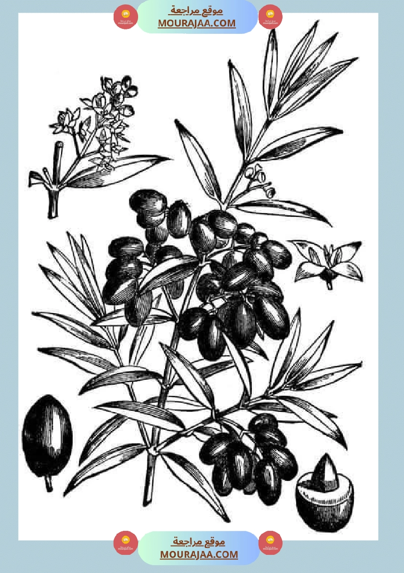 إنتاح كتابي حول جني الزيتون سنة الرابعة صفحة 4