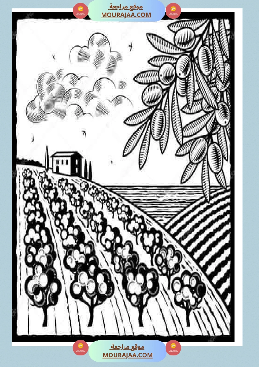 إنتاح كتابي حول جني الزيتون سنة الرابعة صفحة 5