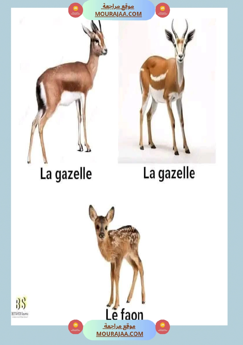 quelques familles d animaux 4eme صفحة 3