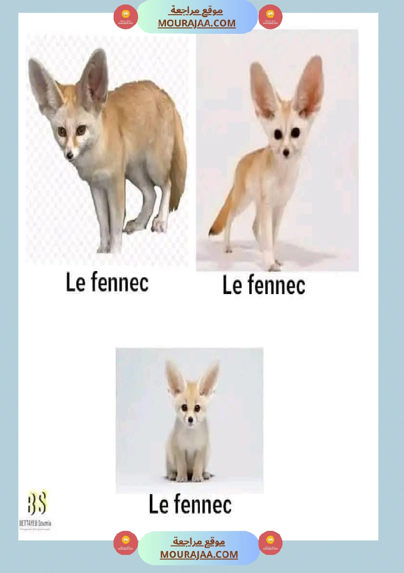 quelques familles d animaux 4eme صفحة 4