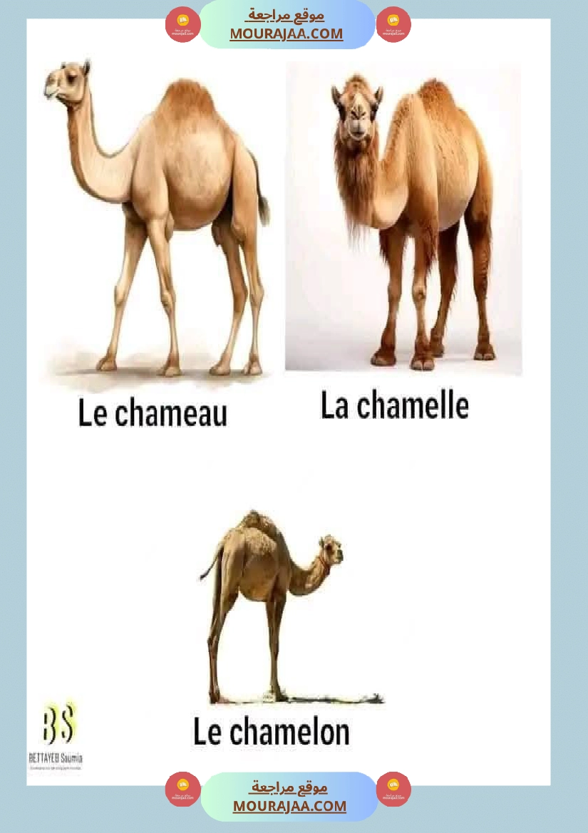 quelques familles d animaux 4eme صفحة 10