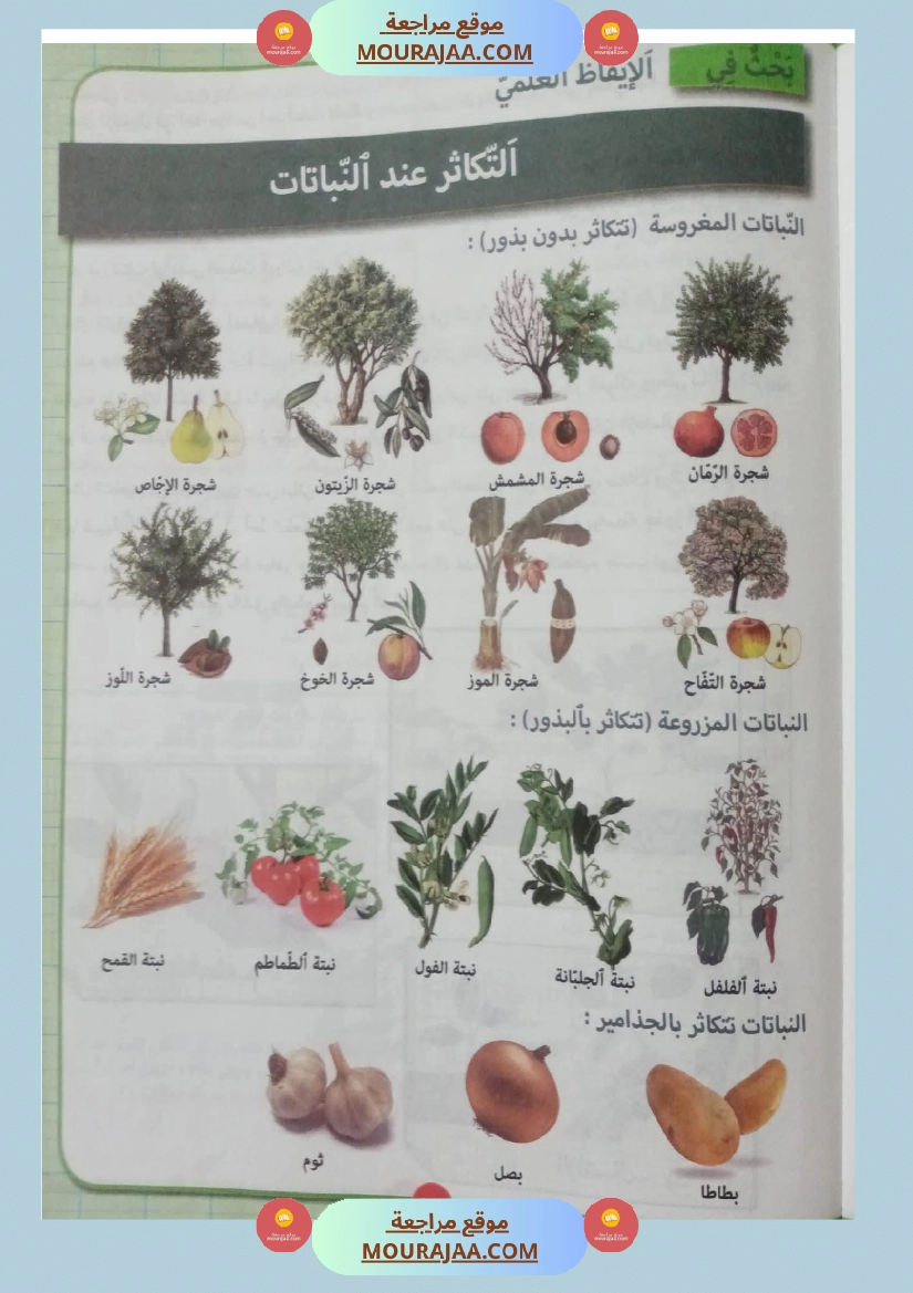 بحوث ايقاظ علمي سنة رابعة صفحة 6