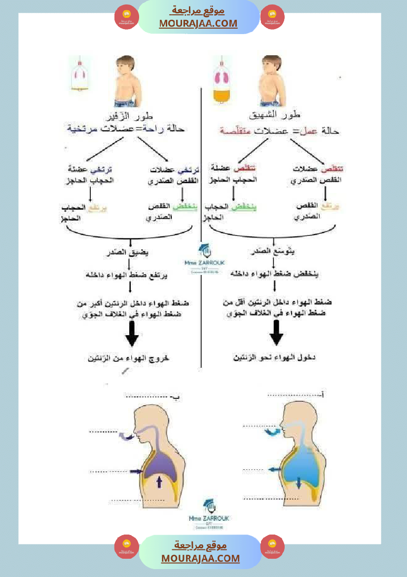 سنة سادسة إيقاظ علمي وحدة الهواء و التنفس درس التبادل الغازي في مستوى الرئتين