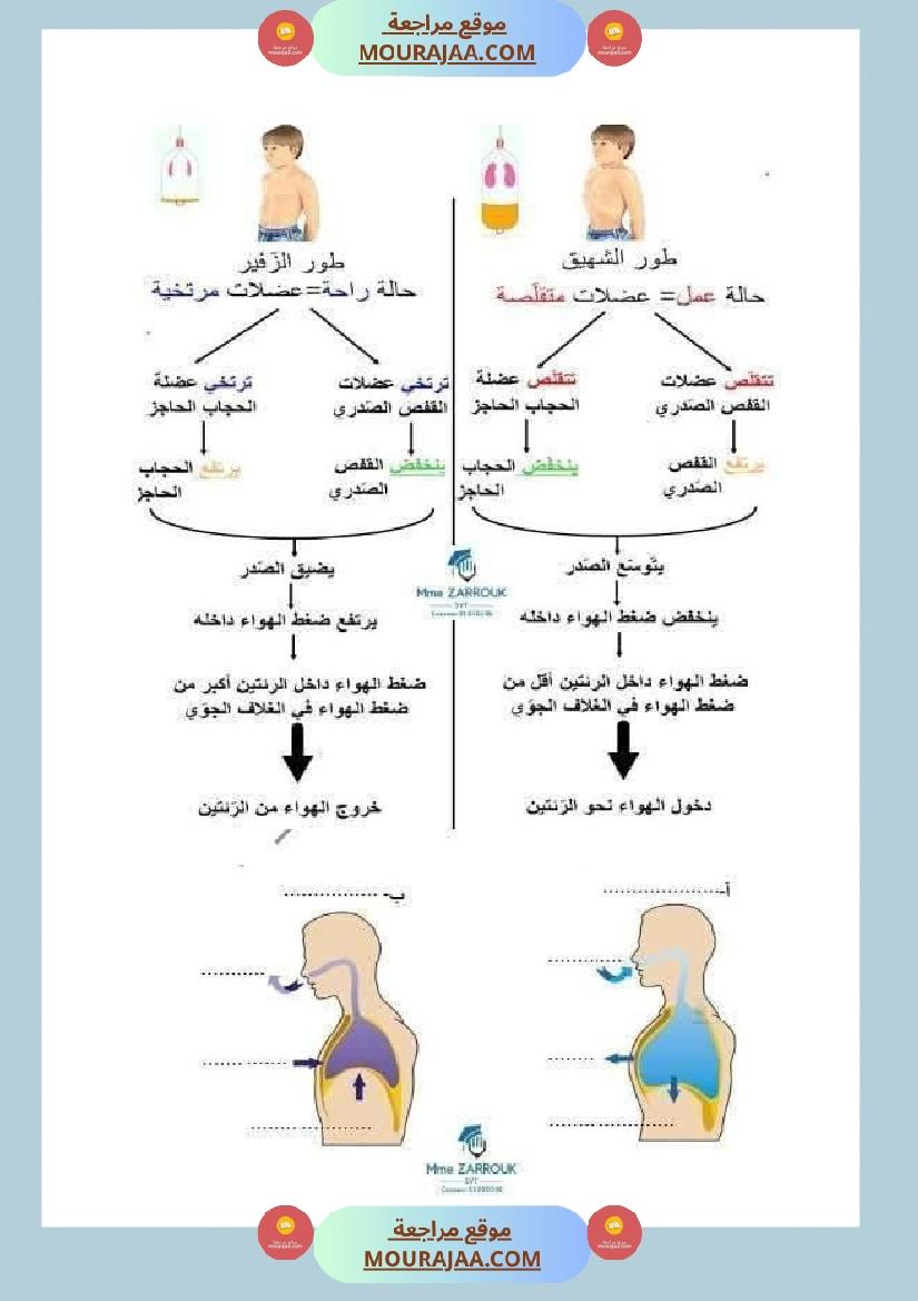 سنة سادسة إيقاظ علمي وحدة الهواء و التنفس درس التبادل الغازي في مستوى الرئتين صفحة 2