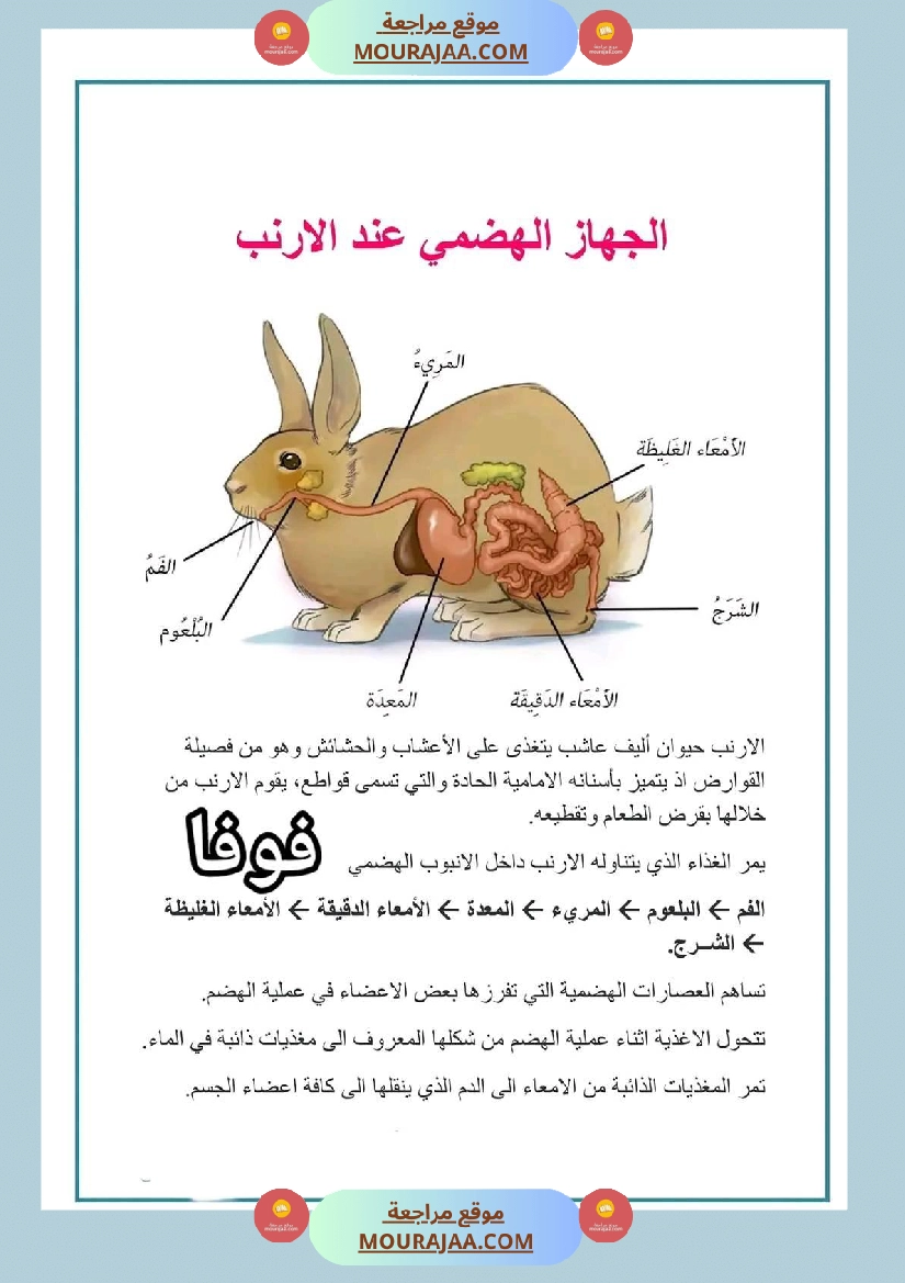 سنة رابعة ايقاظ علمي ثلاثي 2 الجهاز الهضمي عند الأرنب صفحة 6