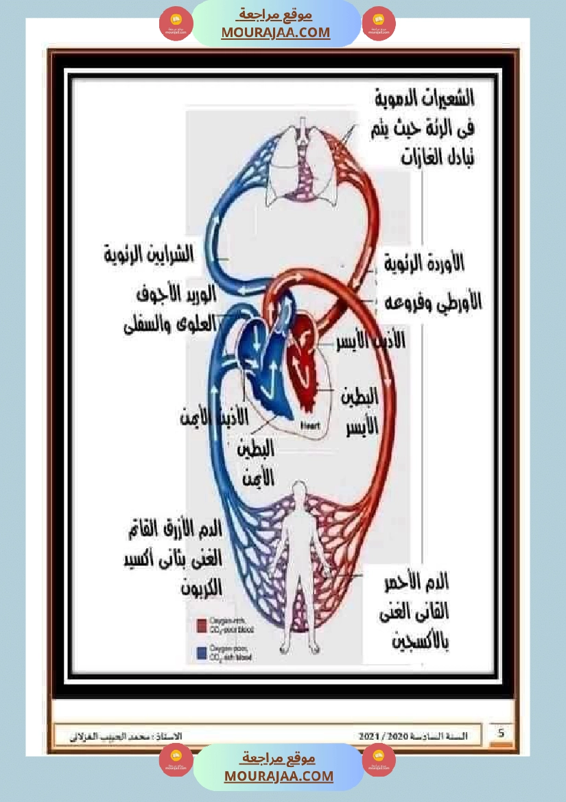 تلاخيص تمارين وتطبيقات محور الدم مصحوبة بالإصلاح لفائدة تلاميذ السنة السادسة صفحة 21