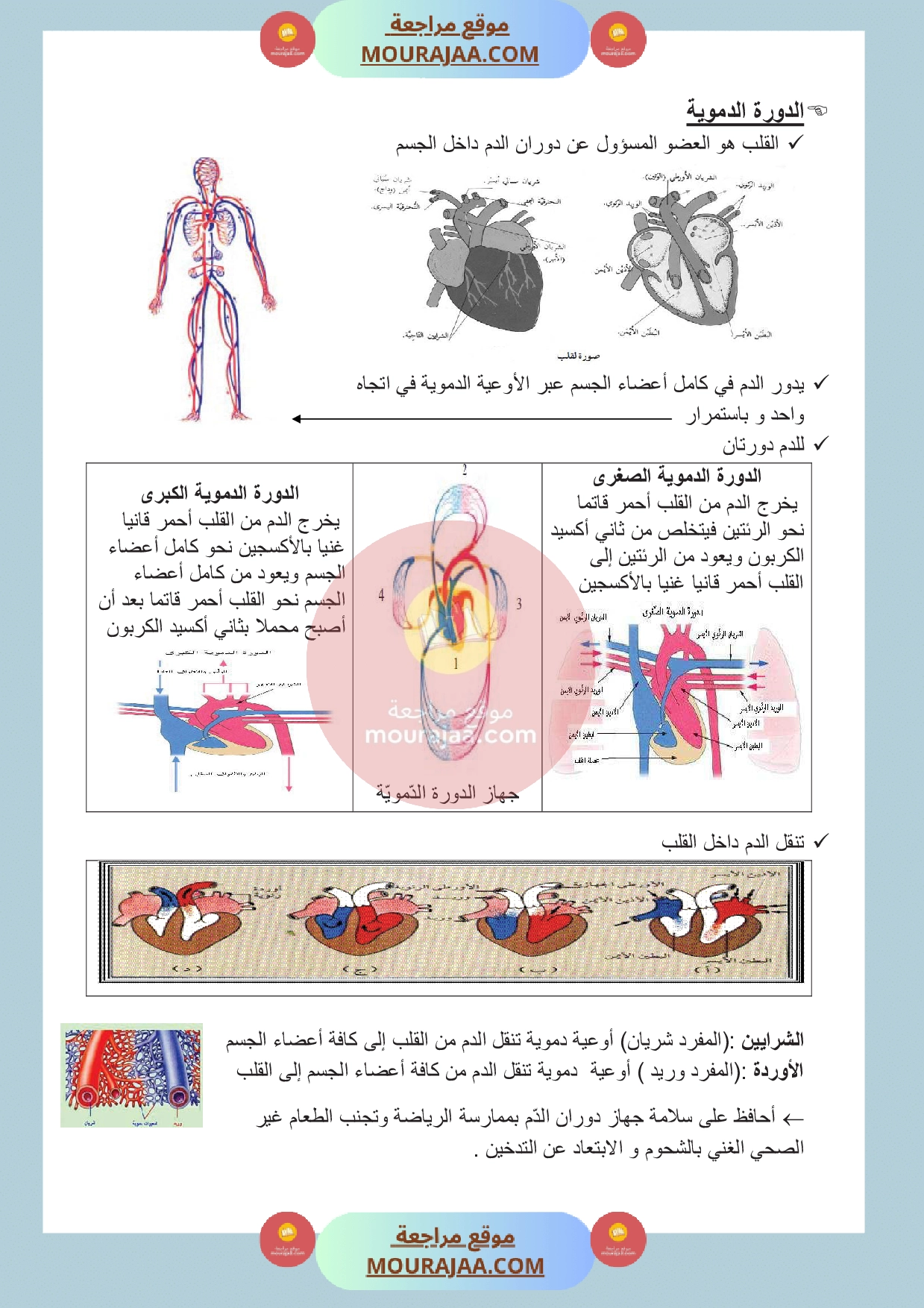 الدورة الدموية