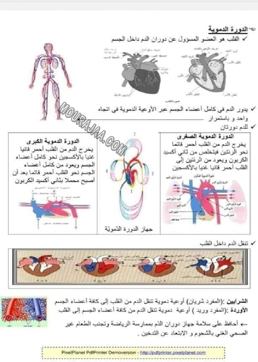 الدورة الدموية 2022