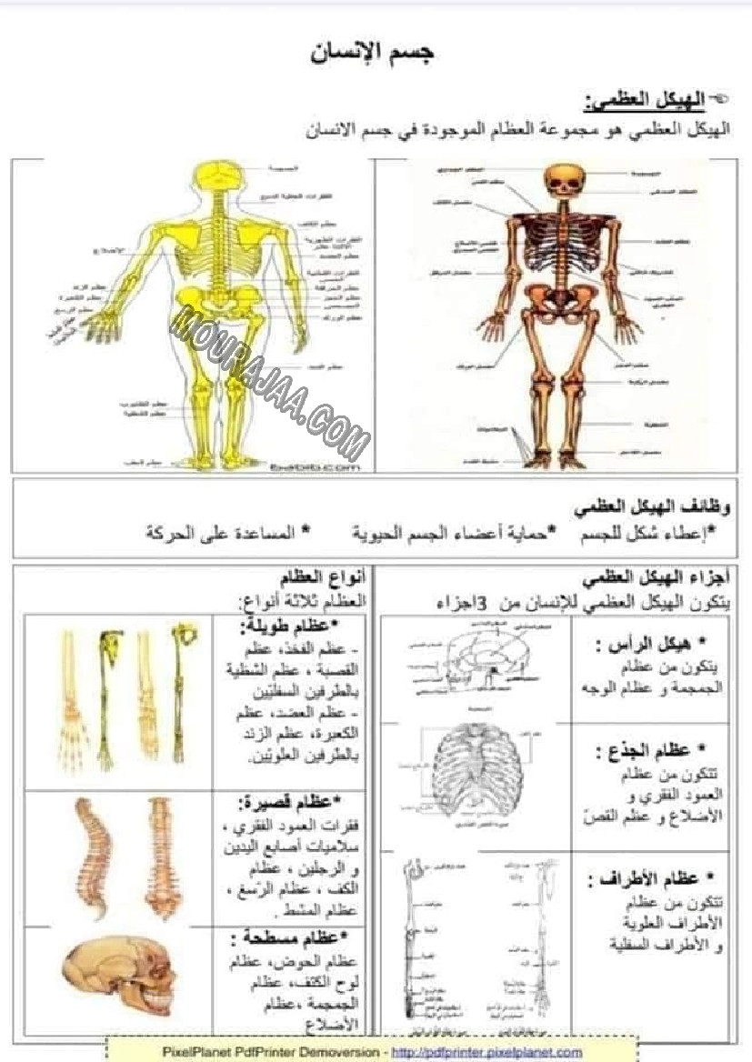 جسم الانسان 2022