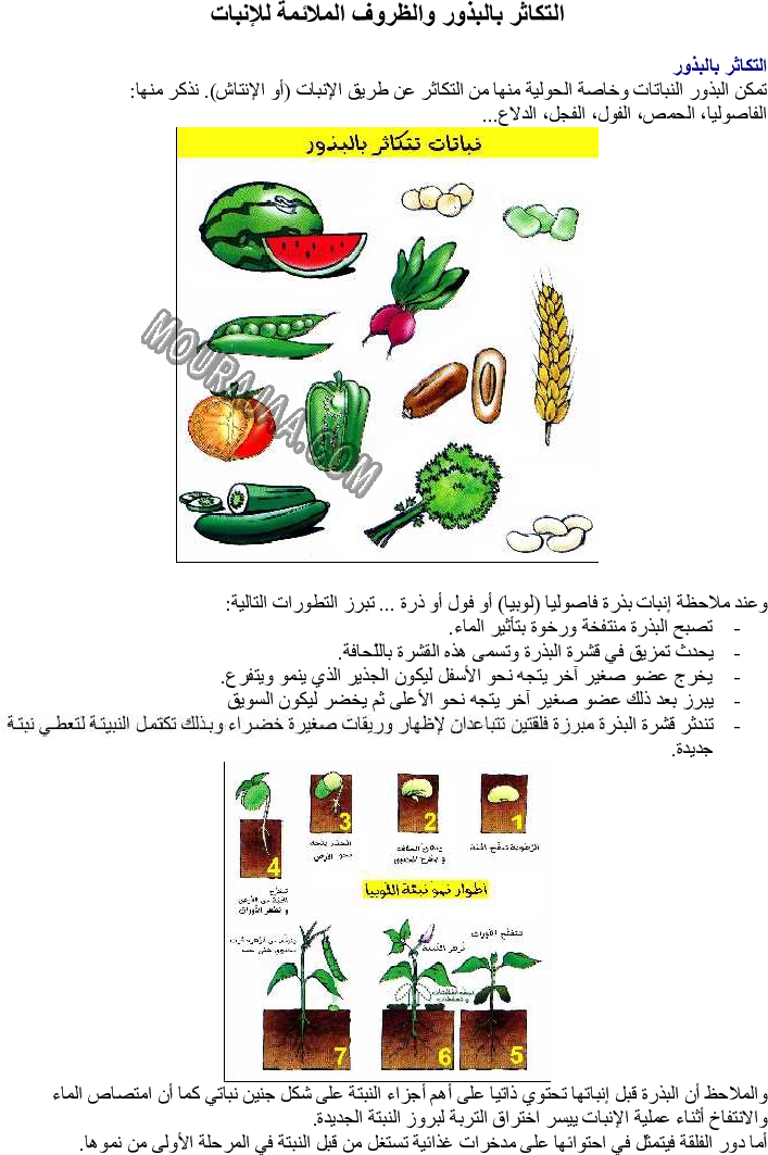 التكاثر بالبذور والظروف الملائمة للإنبات