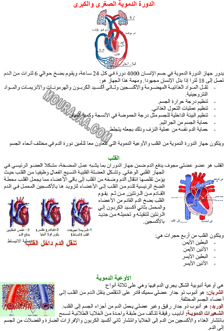 الدورة الدموية الصغرى والكبرى