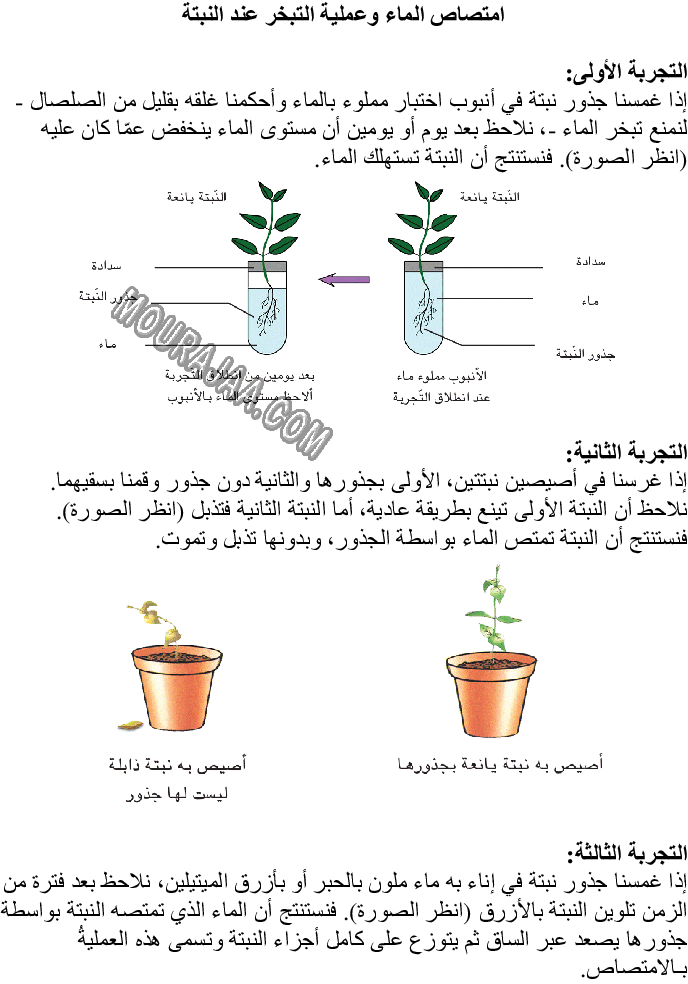 امتصاص الماء وعملية التبخر عند النبتة