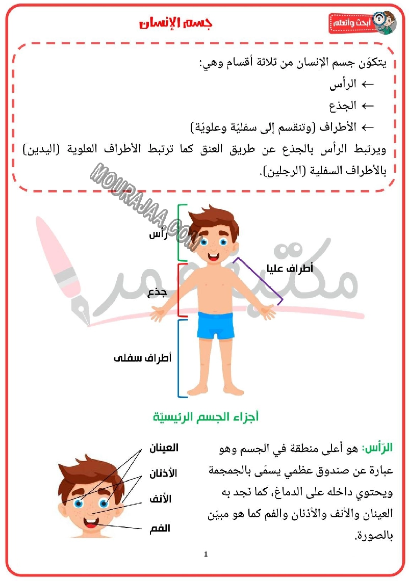 تحميل جسم الانسان 2022 - سنة ثانية ابتدائي PDF | موقع مراجعة التعليمي