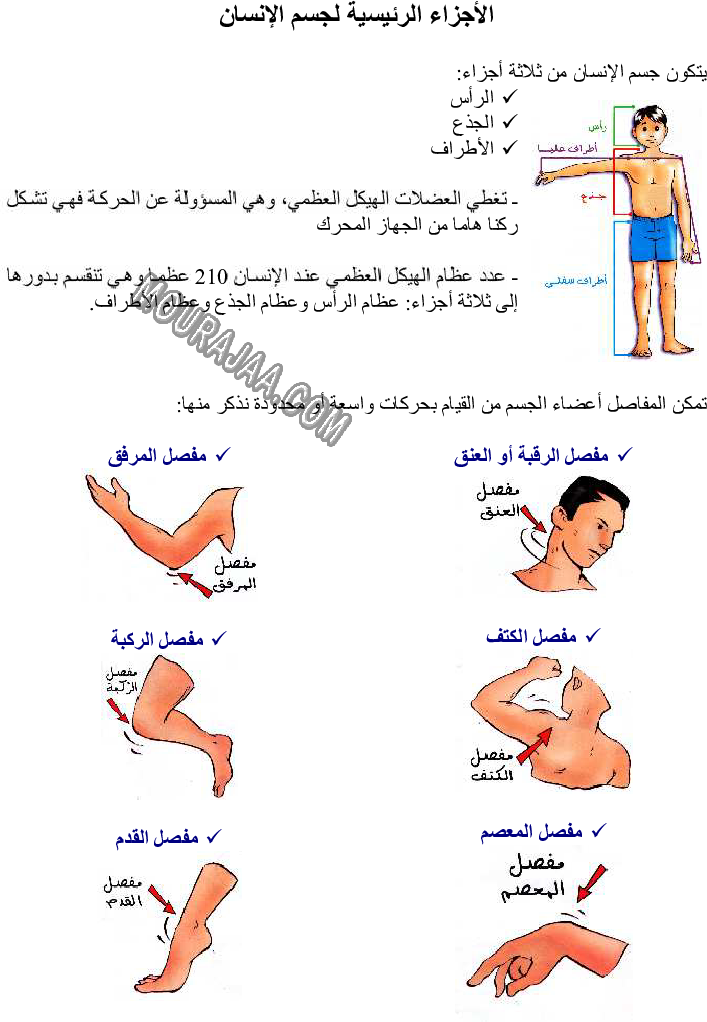 الأجزاء الرئيسية لجسم الإنسان - دور المفاصل