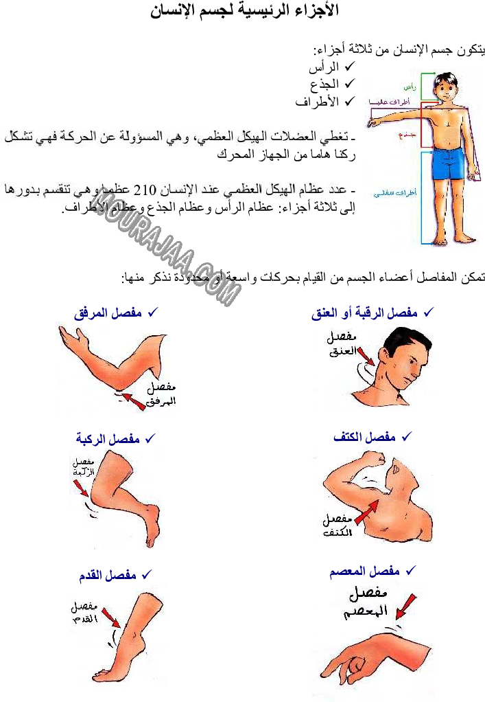 الأجزاء الرئيسية لجسم الإنسان - دور المفاصل