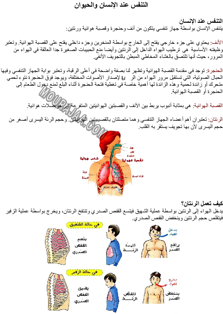 التنفس عند الإنسان والحيوان