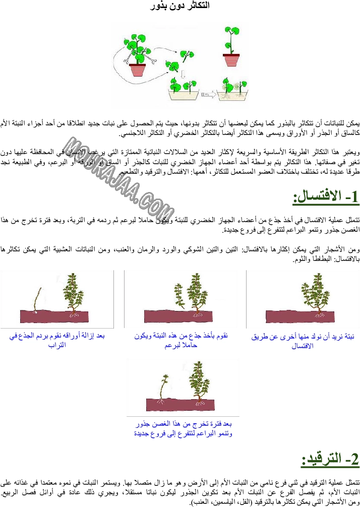 التكاثر دون بذور