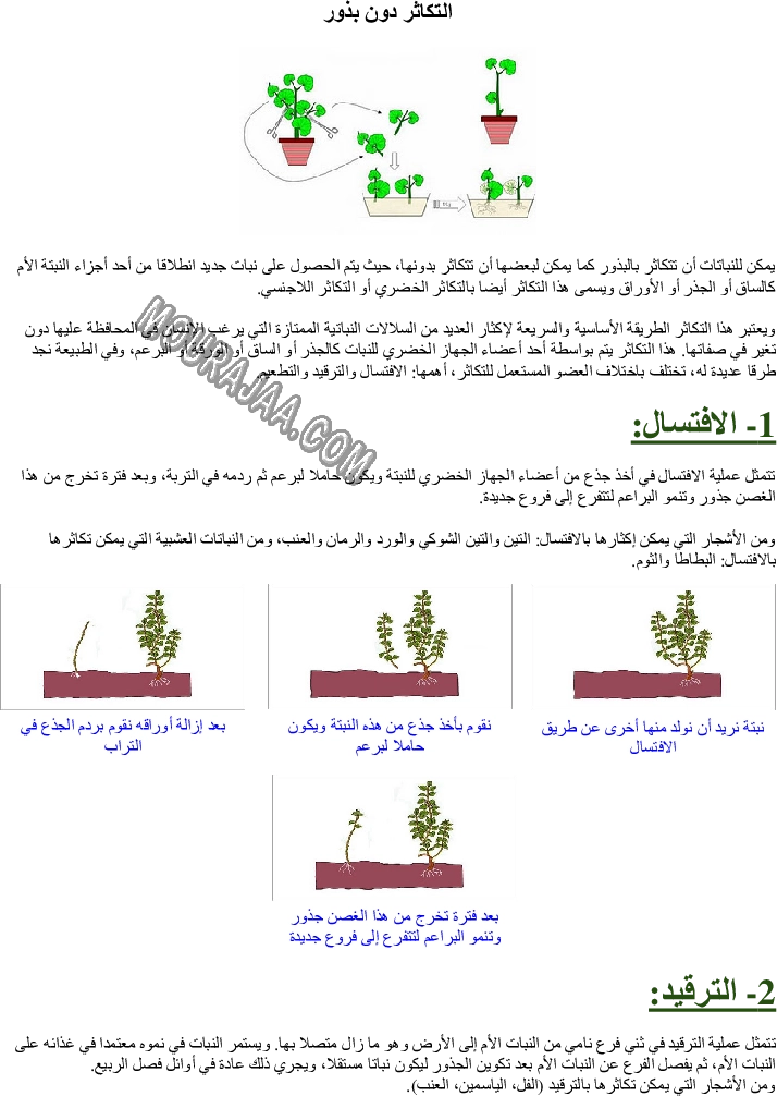 التكاثر دون بذور