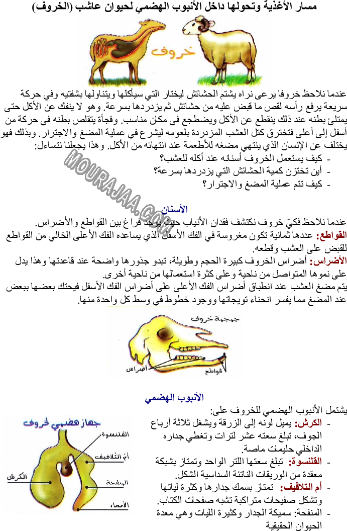 مسار الأغذية وتحولها داخل الأنبوب الهضمي لحيوان عاشب