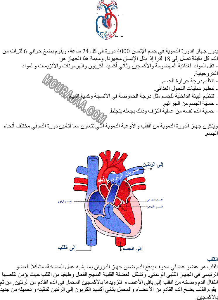 جهاز الدورة الدموية في جسم الإنسان