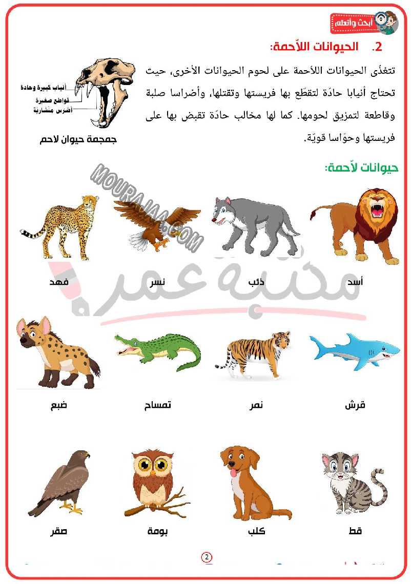 تحميل تصنيف الحيوانات حسب نوع الغذاء التي تعيش عليه - سنة ثالثة ابتدائي ...