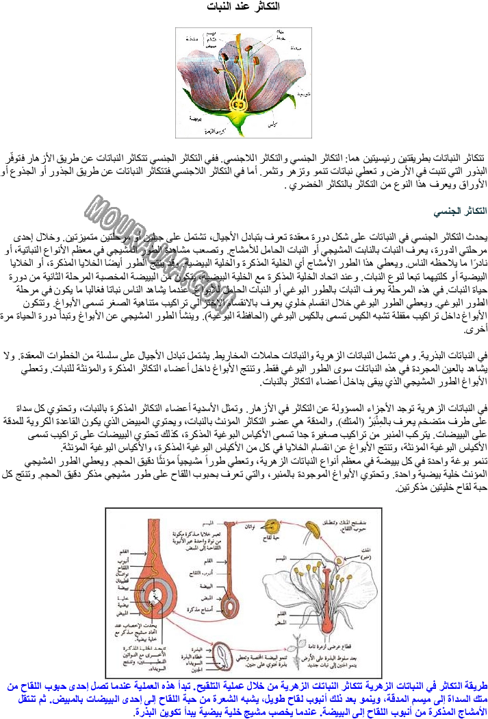 التكاثر عند النبات