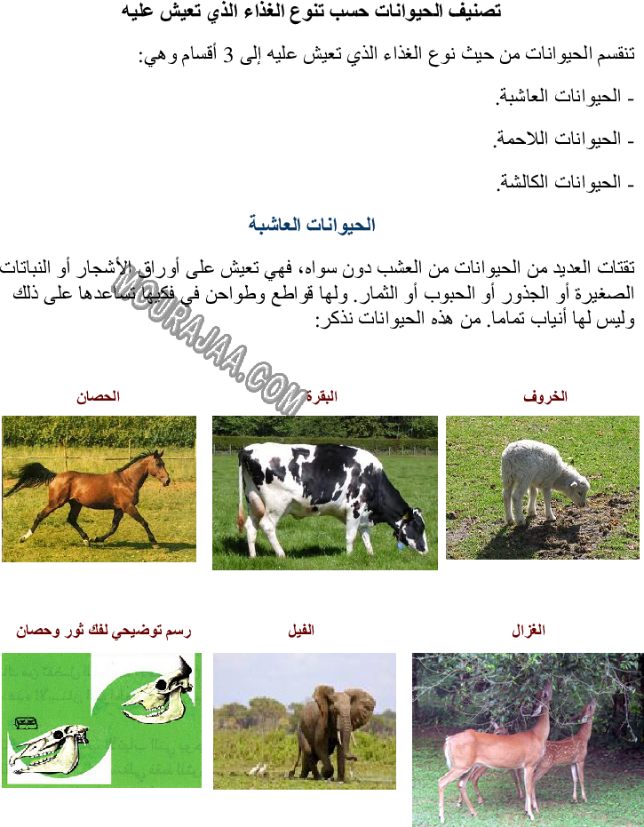تصنيف الحيوانات حسب تنوع الغذاء الذي تعيش عليه