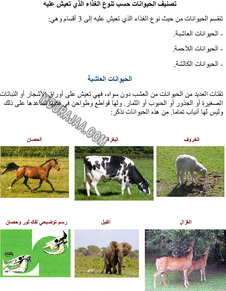 تصنيف الحيوانات حسب تنوع الغذاء الذي تعيش عليه