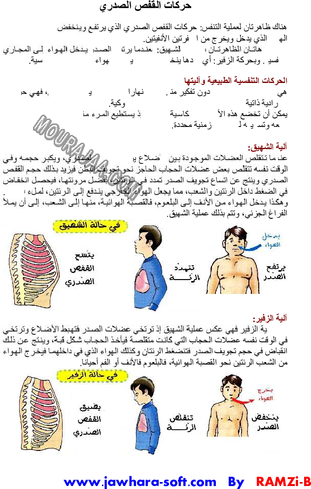 حركات القفص الصدري